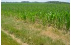 Property photo 20 - 51.5 Acres Offered in 5 tracts, 2 Farm Sites